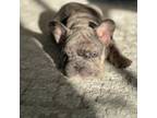 French Bulldog Puppy for sale in Bethel, CT, USA