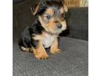 Yorkshire Terrier Puppy for sale in Natchez, MS, USA