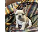French Bulldog Puppy for sale in Kearney, NE, USA