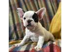 French Bulldog Puppy for sale in Kearney, NE, USA
