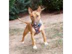 Adopt Hazel 20549 a Bull Terrier