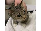 Adopt Popsicle a Domestic Short Hair