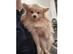 Adopt Tinsel-ADOPTED a Pomeranian