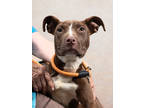 Adopt Cutie piee a Pit Bull Terrier, Mixed Breed