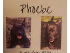 Adopt Phoebe (Ember) a Mixed Breed