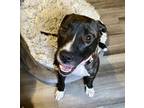Adopt Rhubarb- IN FOSTER a Mixed Breed