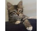 Adopt Diaja a Domestic Long Hair, American Bobtail