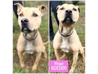 Adopt HOPE a Pit Bull Terrier, Mixed Breed