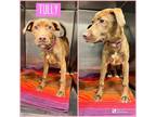 Adopt TULLY a Mixed Breed
