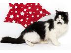 Adopt Jelly Belly a Domestic Long Hair, Domestic Short Hair