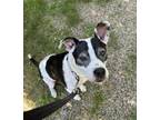 Adopt Cecilia a Pit Bull Terrier, Mixed Breed