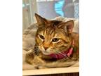 Adopt Monet a Domestic Short Hair