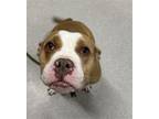 Adopt SHORTY a Pit Bull Terrier, Mixed Breed
