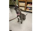 Adopt POOKIE a Pit Bull Terrier