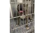 Adopt MON AMI a Pit Bull Terrier, Mixed Breed