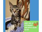 Adopt STARRY a Domestic Short Hair
