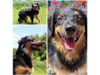 Adopt ASTRA a German Shepherd Dog, Mixed Breed