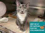 Adopt MARY a Domestic Short Hair