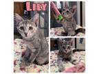 Adopt Lily - Silo a Domestic Short Hair
