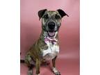 Adopt Tig a Terrier, Mixed Breed