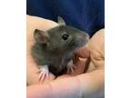 Adopt A051236 a Rat
