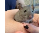 Adopt A051237 a Rat