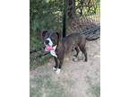 Adopt Zelda**NOT AVAILABLE UNTIL 6/12 a Pit Bull Terrier, Mixed Breed