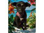 Adopt P pup- Scabbiee a Pit Bull Terrier