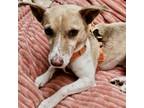 Adopt Reika (Formerly known as Lee) a Jack Russell Terrier, Beagle