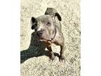 Adopt Pippa a Pit Bull Terrier, Mixed Breed