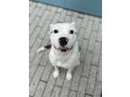 Adopt Paige a Pit Bull Terrier, Mixed Breed
