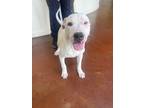 Adopt Ally a Pit Bull Terrier, Mixed Breed