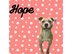 Adopt Hope a Pit Bull Terrier