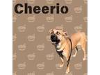 Adopt Cheerio a Mixed Breed