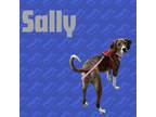 Adopt Sally a Hound, Mixed Breed