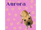 Adopt Aurora a Mixed Breed, Pit Bull Terrier