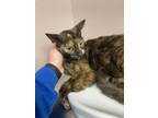 Adopt Miss Frizzel a Domestic Short Hair