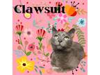 Adopt Clawsuit a Domestic Short Hair