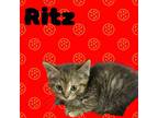 Adopt Ritz a Domestic Short Hair