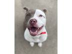 Adopt Buffy a Pit Bull Terrier, Mixed Breed