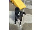 Adopt Blue Ivy a Pit Bull Terrier, Mixed Breed