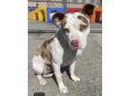 Adopt Cookie Dough Blizzard a Pit Bull Terrier, Mixed Breed