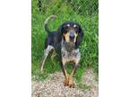 Adopt Shiloh (6246) a Black and Tan Coonhound