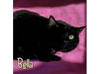 Adopt Bella 123855 a Domestic Short Hair