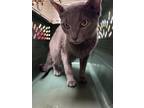 Adopt Lilly 121984 a Domestic Short Hair