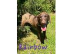 Adopt Rainbow 121975 a Labrador Retriever