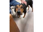 Adopt Maggie 30300 a Black and Tan Coonhound, Mixed Breed