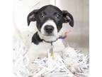 Adopt SPIN DIP a Pointer, Mixed Breed