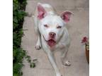 Adopt PEPSI a Pit Bull Terrier, Mixed Breed