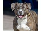 Adopt GREEN GODDESS a Pit Bull Terrier, Mixed Breed